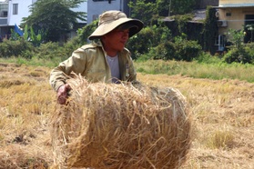 Đội nắng chạy khắp đồng gom thứ bỏ đi giúp nông dân thu tiền triệu mỗi ngày