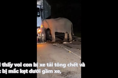 Voi mẹ đau buồn, đứng cạnh xác con bị xe tải tông chết quyết không rời