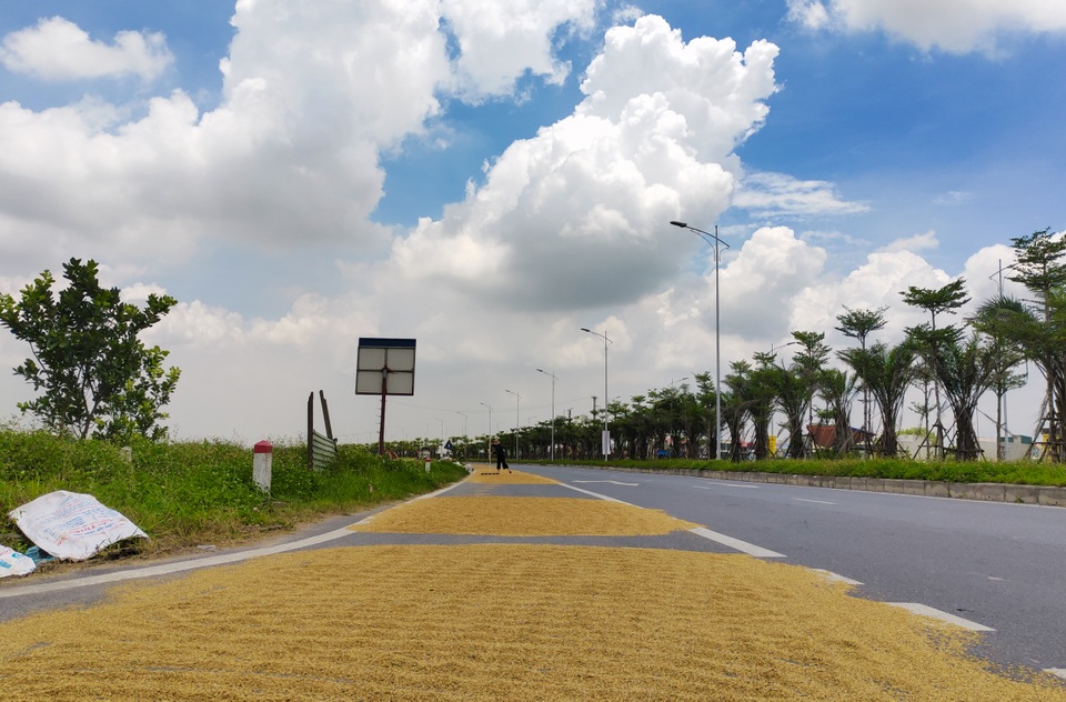 Hà Nội: Đến hẹn lại tới mùa... nông dân dựng lán, chiếm đường phơi thóc - 6 Hà Nội: Đến hẹn lại tới mùa... nông dân dựng lán, chiếm đường phơi thóc - 6