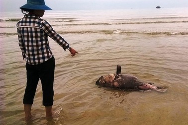 Ngư dân lao đao, lái buôn thất thu vì cá biển chết hàng loạt