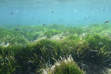 Điểm danh những thực thể sống lâu đời nhất hành tinh