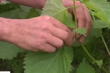 Tía tô xuất khẩu sang Nhật 700 đồng/lá được trồng như thế nào?