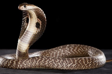 Phát hiện ung thư bằng nọc rắn hổ mang