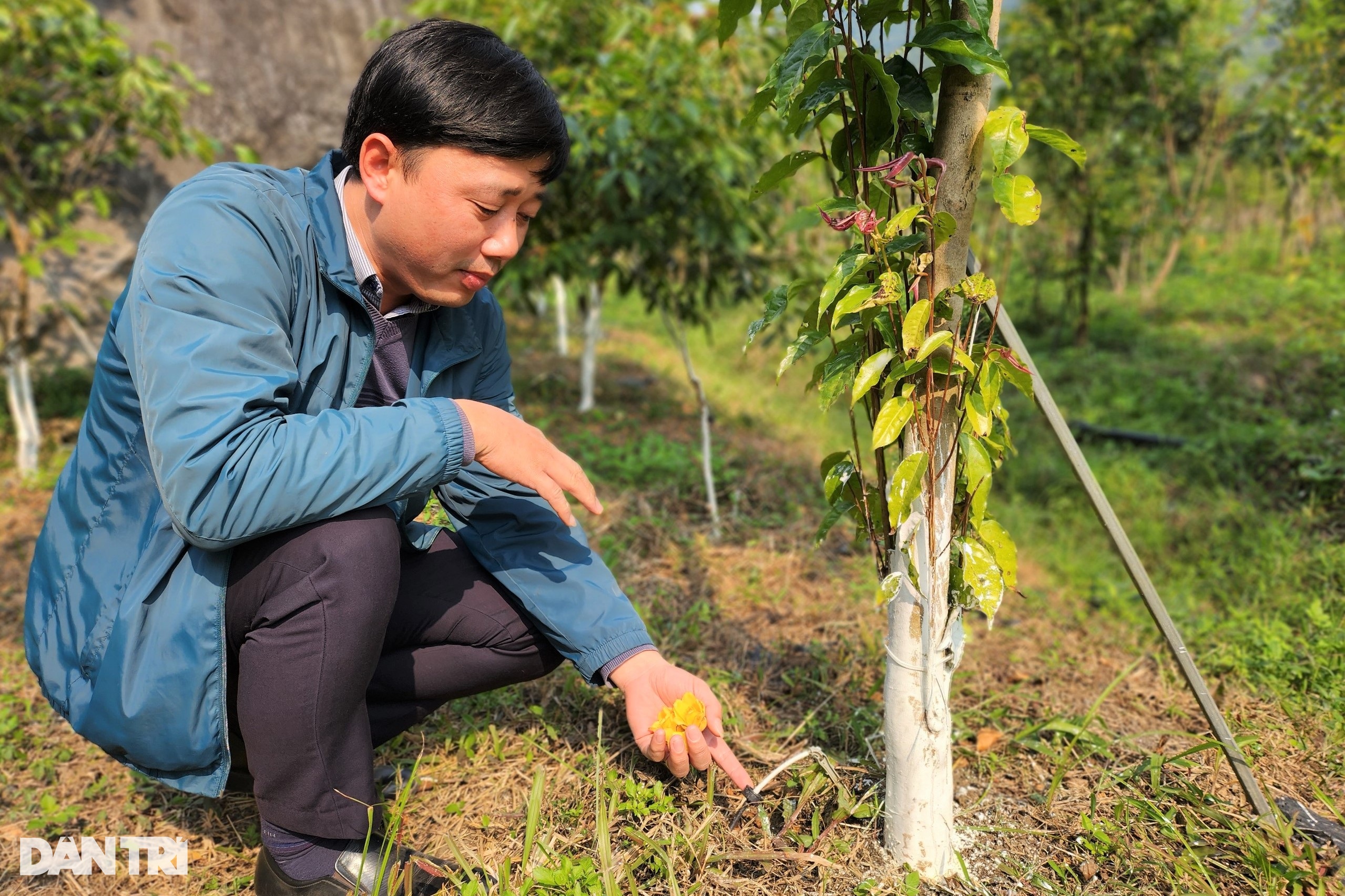 Kỹ sư bỏ phố về rừng trồng loại cây hái hoa bán giá chục triệu đồng/kg - 4 Kỹ sư bỏ phố về rừng trồng loại cây hái hoa bán giá chục triệu đồng/kg - 4
