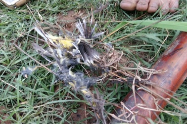 Theo chân thợ săn "giăng bẫy" chim chiền chiện