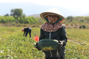 Nông dân "khóc ròng" vì dưa hấu vụ Tết rớt giá thảm, không có ai mua
