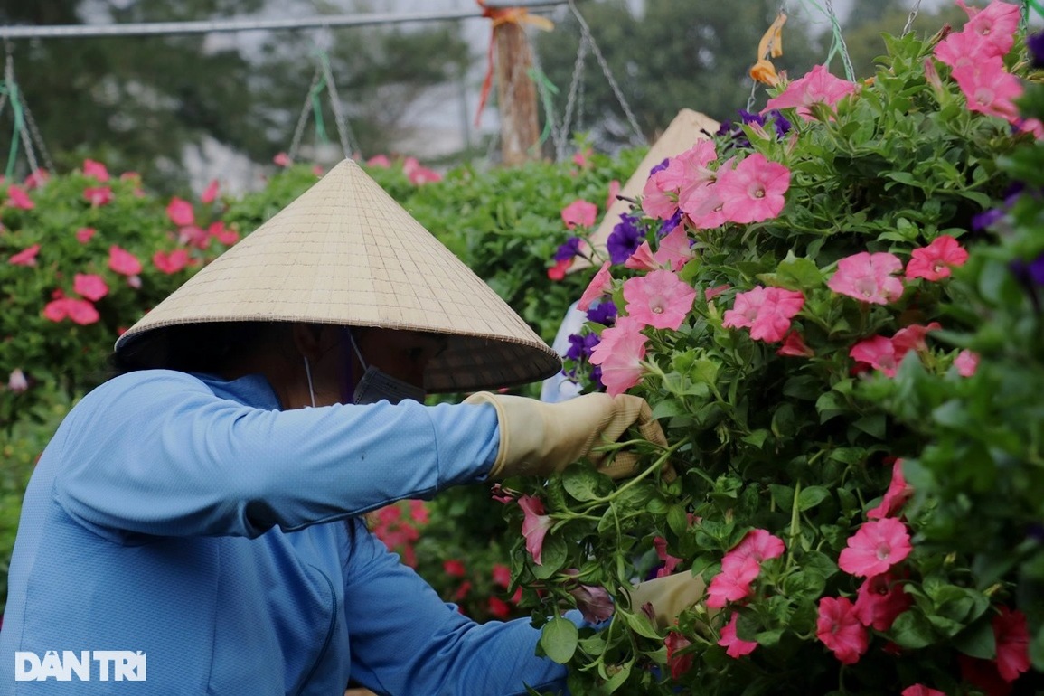 Các vườn cây cảnh chạy nước rút phục vụ dịp mua sắm sôi động nhất năm - 4 Các vườn cây cảnh chạy nước rút phục vụ dịp mua sắm sôi động nhất năm - 4
