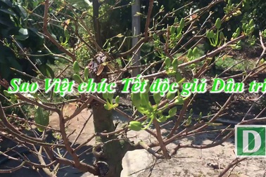 Nghệ sĩ Việt chúc Xuân Mậu Tuất đến độc giả Dân trí