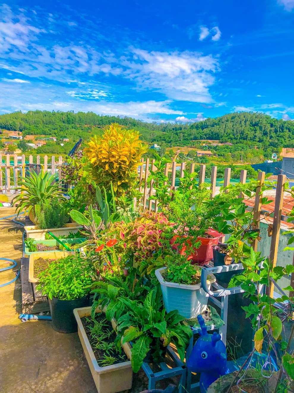 Mê mẩn góc trốn dịch xanh mát trên sân thượng của nhiều gia đình Việt - 9 Mê mẩn góc trốn dịch xanh mát trên sân thượng của nhiều gia đình Việt - 9