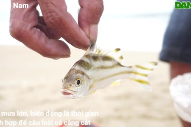 Cần thủ rủ nhau đi săn loài cá đặc sản khi biển động