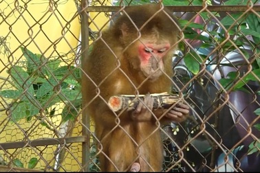 Tự nguyện giao nộp khỉ quý hiếm để thả về tự nhiên