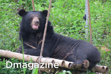 Nỗi sợ của "gấu tặc" và lý do bất ngờ gác súng hoàn lương
