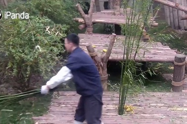 Khoảnh khắc đáng yêu chú gấu trúc làm mọi thứ để được ôm