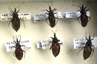 Hà Nội: Xuất hiện bọ xít hút máu người