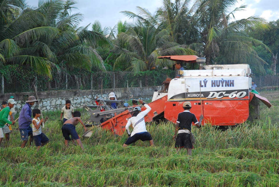 Thú vui đuổi bắt chuột trên ruộng đồng ở miền Tây - 6 Thú vui đuổi bắt chuột trên ruộng đồng ở miền Tây - 6