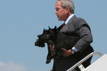 "Đệ nhất khuyển" của các ông chủ Nhà Trắng