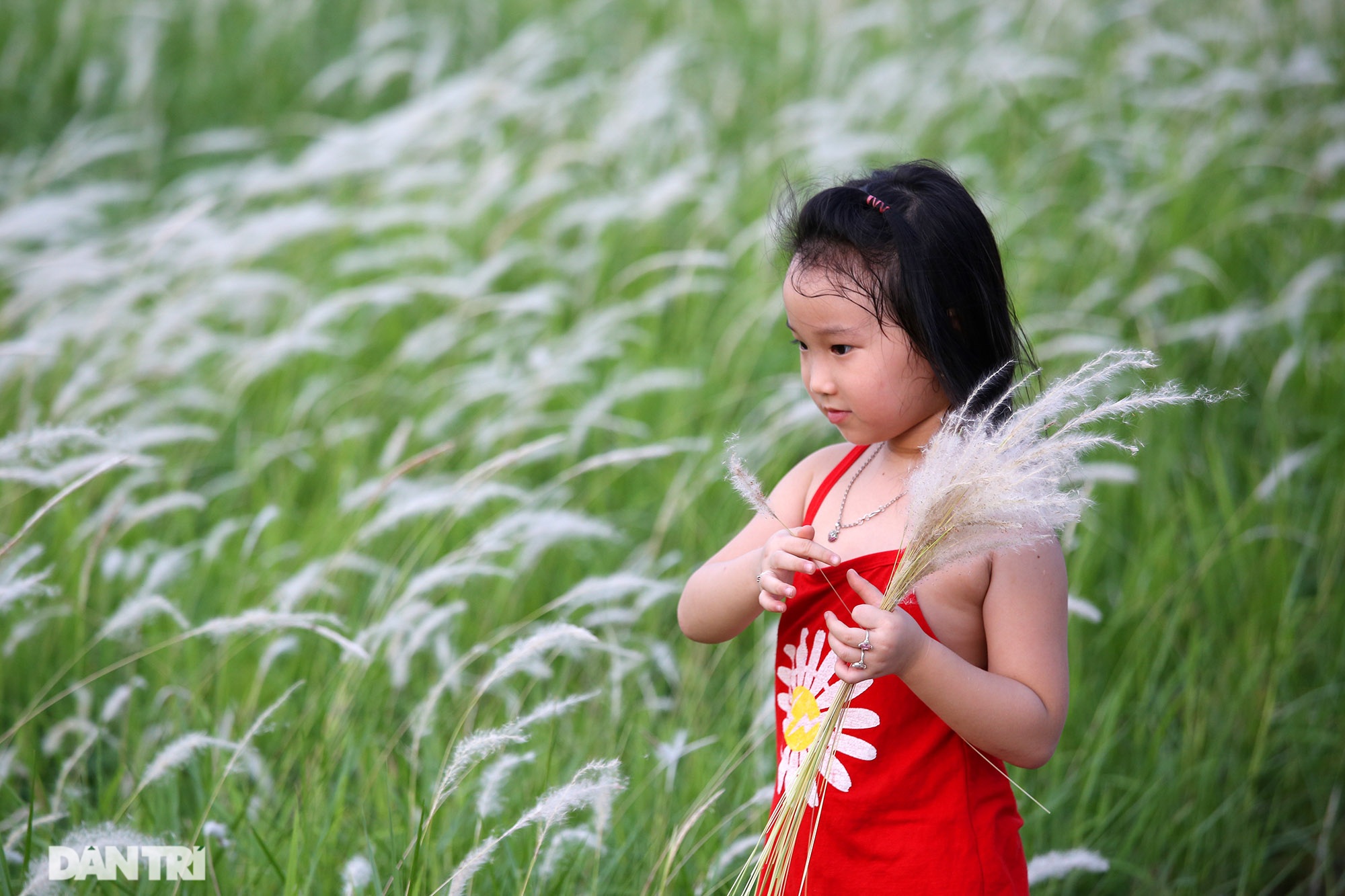 Thiên đường cỏ tranh trắng muốt tại Hà Nội - 9 Thiên đường cỏ tranh trắng muốt tại Hà Nội - 9