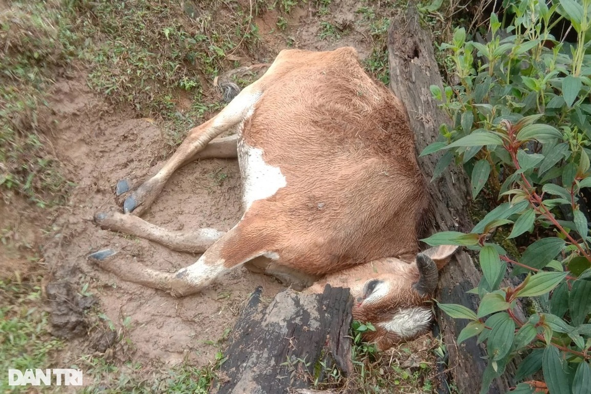 Dân nghèo xót xa vào rừng gom nhặt xác trâu bò chết rét - 1 Dân nghèo xót xa vào rừng gom nhặt xác trâu bò chết rét - 1