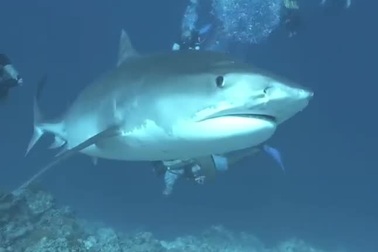 Hành động bất ngờ của cá mập khiến người quay phim thót tim