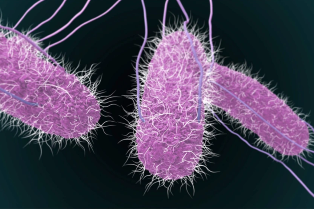 Vụ ngộ độc sau khi ăn bánh đêm Trung thu: Phát hiện vi khuẩn Salmonella - 2