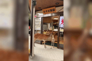 Hai con nai vào cửa hàng bánh ngọt, cúi đầu xin đồ ăn