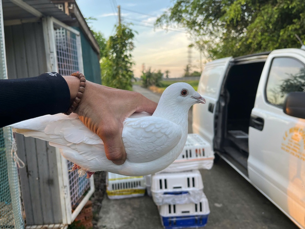 Chàng trai Việt đưa 500 bồ câu sang thả ở Viêng Chăn mừng Quốc khánh Lào - 3 Chàng trai Việt đưa 500 bồ câu sang thả ở Viêng Chăn mừng Quốc khánh Lào - 3