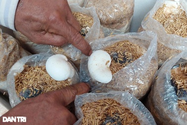 Cử nhân chọn về quê khởi nghiệp, tạo việc làm cho nhiều lao động