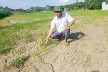 Ruộng nứt nẻ, lúa khô cháy, nông dân căng mình chống hạn