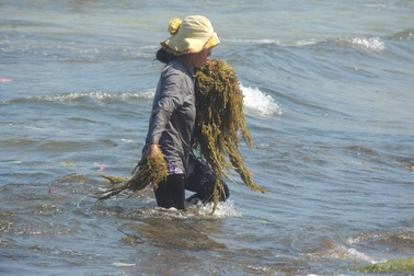 Cả ngày lội biển mò rong giữa cái nắng 40 độ C