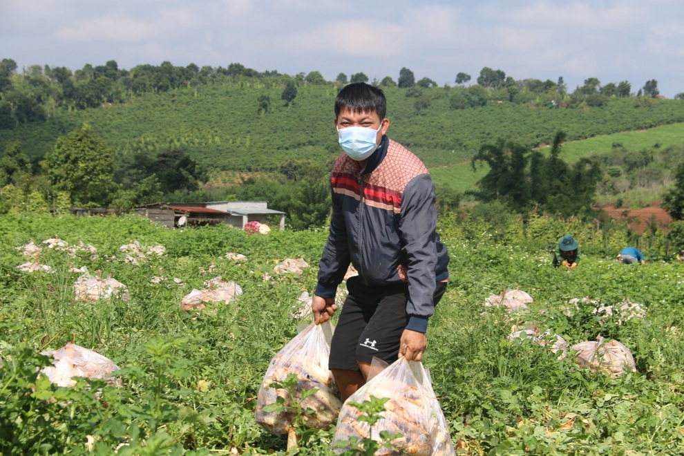 Anh nông dân chơi lớn, gửi tặng người dân TPHCM cả vườn cải trăm triệu - 3 Anh nông dân chơi lớn, gửi tặng người dân TPHCM cả vườn cải trăm triệu - 3