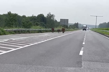 Bò trên cao tốc TPHCM - Long Thành - Dầu Giây