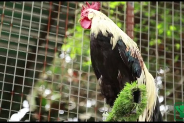 Chi 65 triệu đồng mua gà Nhật đuôi siêu dài về chơi Tết