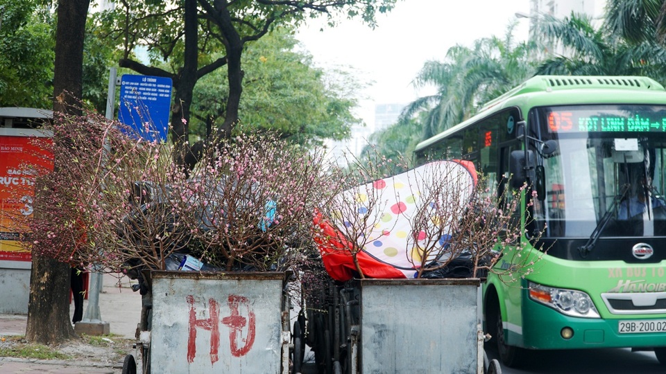 Đào Tết, quất cảnh phơi mình héo úa sau dịp Tết - 6 Đào Tết, quất cảnh phơi mình héo úa sau dịp Tết - 6