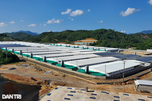 Xử phạt doanh nghiệp có trang trại lợn gây ô nhiễm