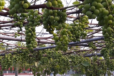 Trồng 5 gốc nho trên sân thượng, ông bố Lai Châu thu 200kg/vụ