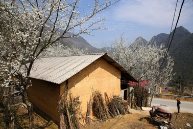 Hoa đào, mận nở khắp mọi nẻo đường cao nguyên đá Đồng Văn