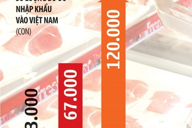 Bị bò Úc “nuốt”, bò Việt liệu "chọi" lại được?