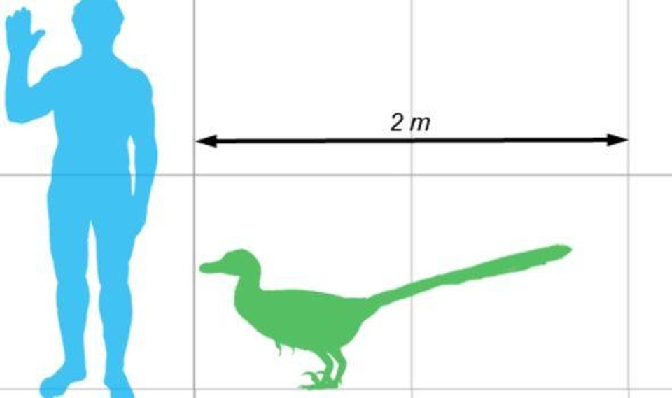 Bộ phim Công viên kỷ Jura đã sai: Khủng long Raptor không đi săn theo bầy - 3 Bộ phim Công viên kỷ Jura đã sai: Khủng long Raptor không đi săn theo bầy - 3