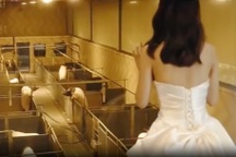 Các cặp đôi Trung Quốc đổ xô tổ chức đám cưới ở... trang trại lợn