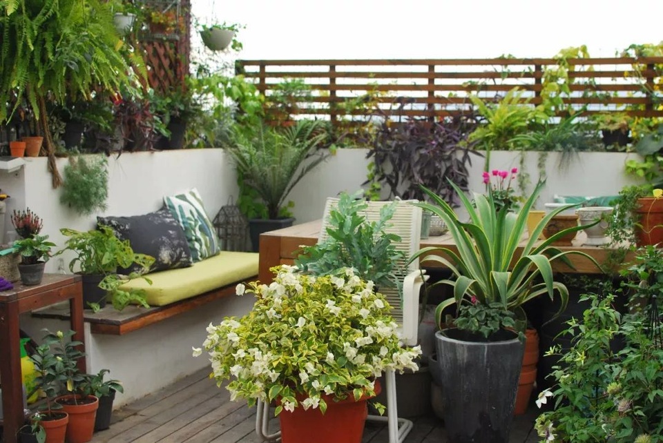 Mẹ cùng con gái biến sân thượng thành thiên đường trăm loài hoa - 2 Mẹ cùng con gái biến sân thượng thành thiên đường trăm loài hoa - 2