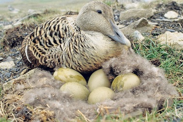 Chiếc chăn làm bằng lông vịt có giá... 350 triệu đồng