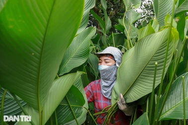 Ghé nơi người dân "hái lá đếm tiền" ở Hà Nội