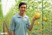 Mê tít vườn dưa hấu vàng ruột đỏ đón Tết của nông dân 9X