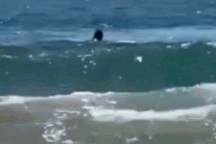 Khoảnh khắc thanh niên bị cá mập tấn công trước sự chứng kiến của đám đông