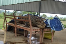 Giám định ADN để nghiên cứu cá sấu Xiêm quý hiếm