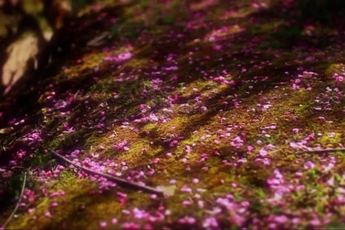 Vẻ đẹp bất tận của thiên nhiên Nhật Bản