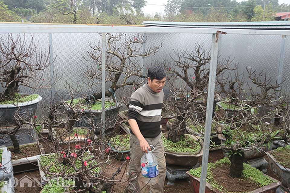 Đào tiến Vua giá khủng nằm phòng lạnh chờ Tết Canh Tý - 10 Đào tiến Vua giá khủng nằm phòng lạnh chờ Tết Canh Tý - 10