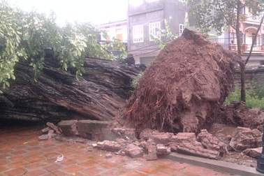 Đổ cây đa đình Ngọc Than 338 năm tuổi