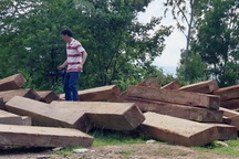 Thêm thủ đoạn phá rừng tại Phú Yên: Dùng cả đàn trâu kéo gỗ đi tiêu thụ!