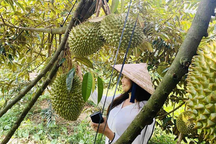 5 công đất trồng "cây tỷ đô" mang lại tiền tỷ nhẹ tênh